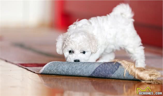 比熊犬的七大优点，养过的人都说“上瘾”了，想戒都戒不掉