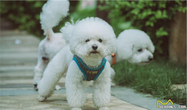 比熊犬的七大优点，养过的人都说“上瘾”了，想戒都戒不掉