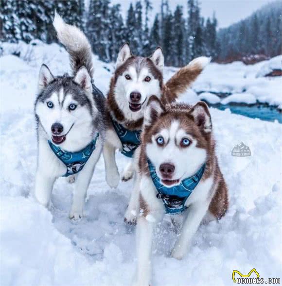 俄罗斯名犬西伯利亚雪橇犬，出身不凡，出手不凡