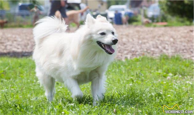 爱狗人士最深情的伴侣—爱斯基摩犬