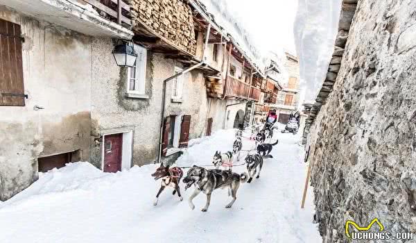 世界级雪橇狗大赛法国雪景美不胜收