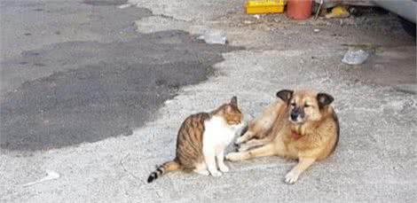 把狗狗当成家人，流浪猫给它舔毛留猫粮，但狗狗一脸不情愿的样子