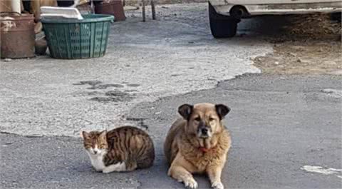 把狗狗当成家人，流浪猫给它舔毛留猫粮，但狗狗一脸不情愿的样子