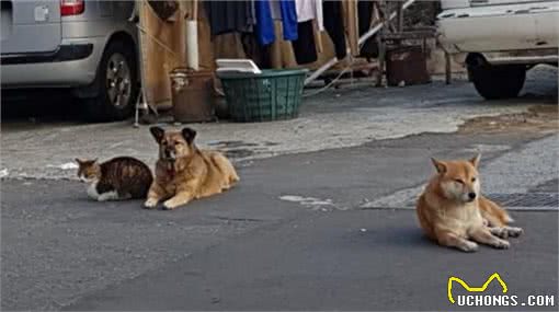 把狗狗当成家人，流浪猫给它舔毛留猫粮，但狗狗一脸不情愿的样子