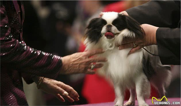 以前日本的贵族犬，超像北京犬的日本狆，究竟是什么来历？