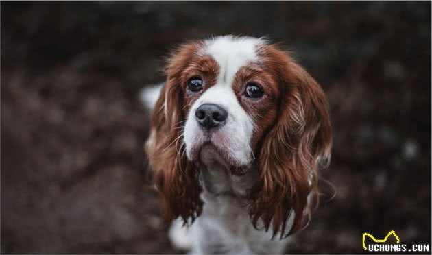 以前日本的贵族犬，超像北京犬的日本狆，究竟是什么来历？