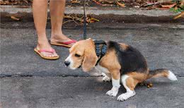 训犬不应使用暴力，那么正确的方法，你Get了吗?