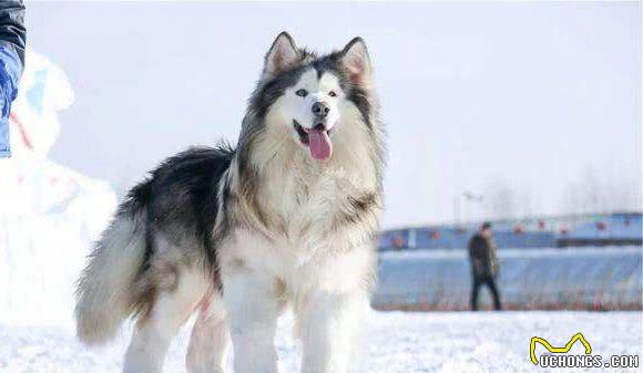 世界名犬NO:27独一无二的＂阿拉斯加雪橇犬＂蠢萌狗子巅峰