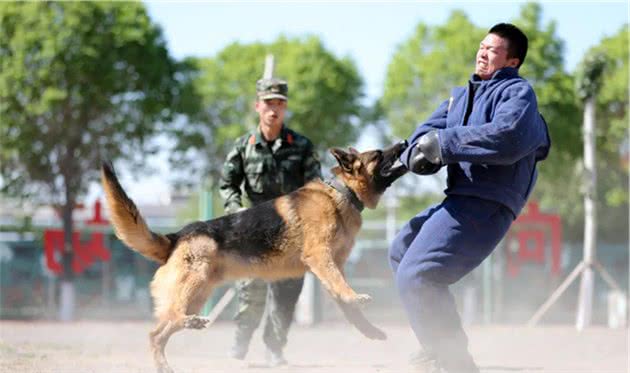 燃！来看警犬训练场上展神威