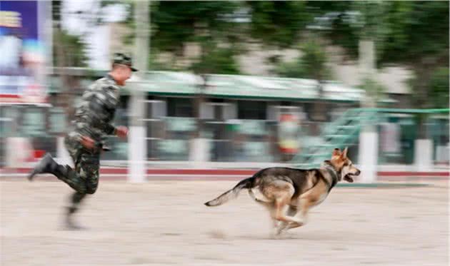 燃！来看警犬训练场上展神威