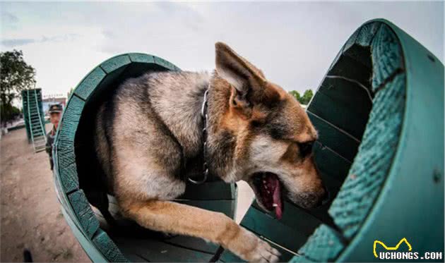 燃！来看警犬训练场上展神威