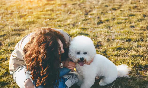 比熊犬对你做这些事，说明它的心里只有你