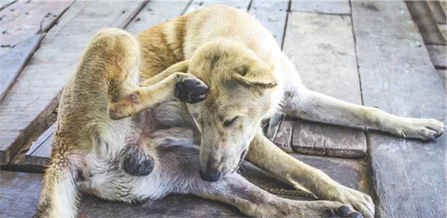 主人爱不爱狗,从日常这8件小事就能看出,能坚持的主人不多