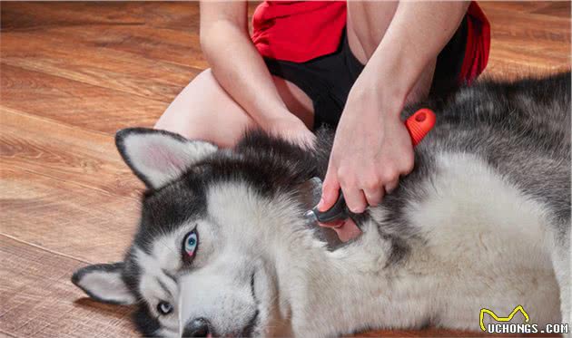 主人爱不爱狗,从日常这8件小事就能看出,能坚持的主人不多