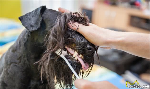 主人爱不爱狗,从日常这8件小事就能看出,能坚持的主人不多