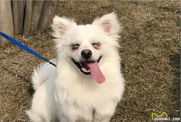 主人爱不爱狗,从日常这8件小事就能看出,能坚持的主人不多