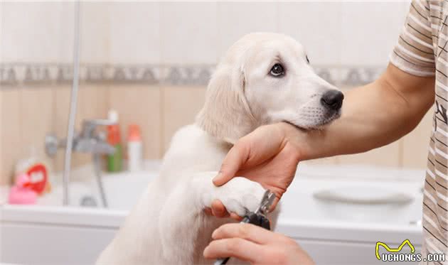 主人爱不爱狗,从日常这8件小事就能看出,能坚持的主人不多