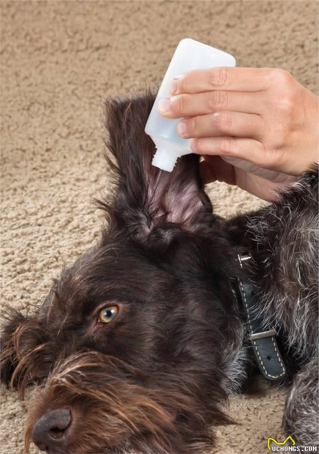 主人爱不爱狗,从日常这8件小事就能看出,能坚持的主人不多