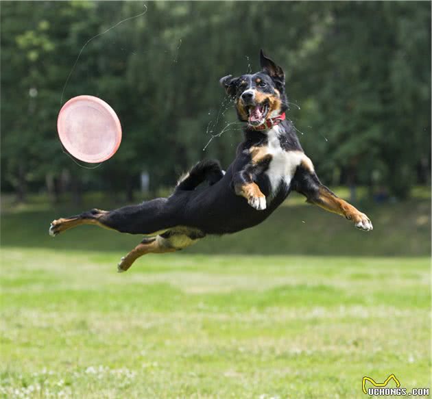 主人爱不爱狗,从日常这8件小事就能看出,能坚持的主人不多