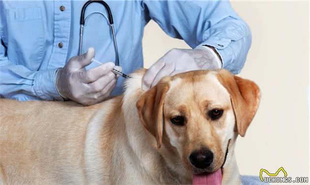 主人爱不爱狗,从日常这8件小事就能看出,能坚持的主人不多