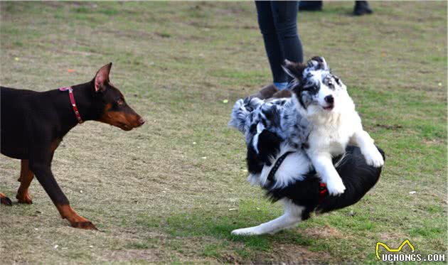 看完边牧犬这些“缺点”，我不敢养了