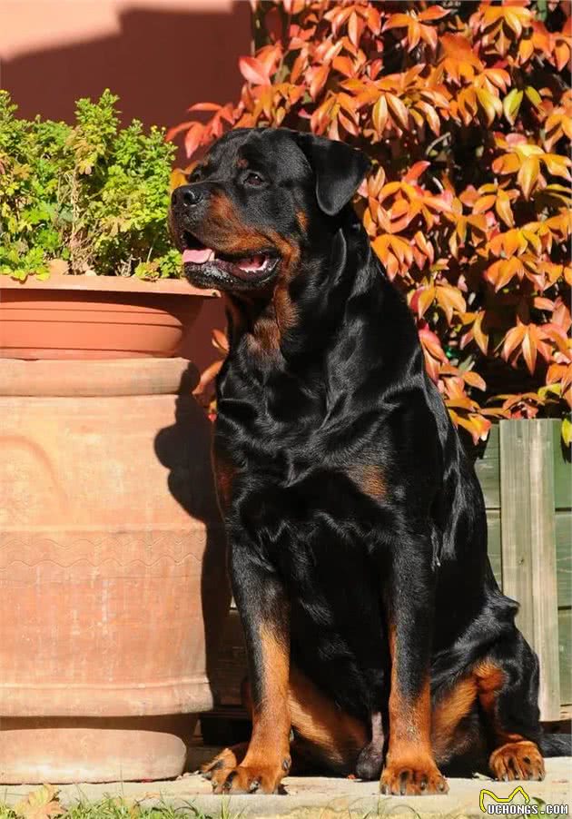 不同类型的男人养不一样的猛犬，你养的哪一种？