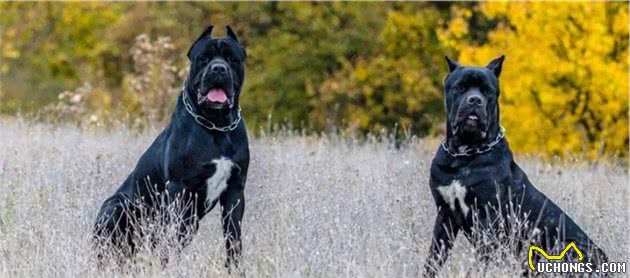 不同类型的男人养不一样的猛犬，你养的哪一种？