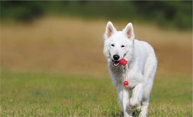 牧羊犬家族的四大成员，第二最高贵，边牧的智商世界第一