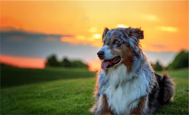 牧羊犬家族的四大成员，第二最高贵，边牧的智商世界第一