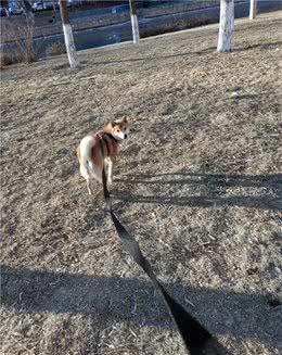 柴犬长篇劝退-从幼犬期到青春期