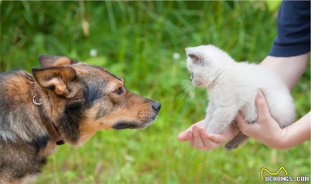 人生赢家就是要有狗又有猫！谁说猫狗不能混养，手把手教你怎么做