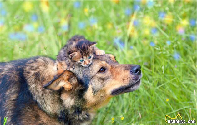 人生赢家就是要有狗又有猫！谁说猫狗不能混养，手把手教你怎么做