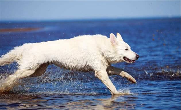 德国牧羊犬—军警犬之王、世界第一犬种