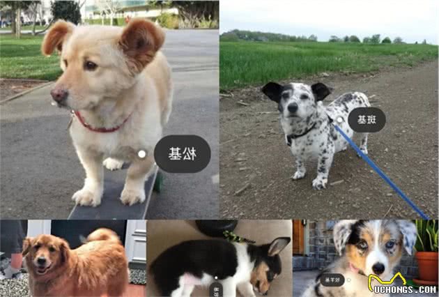 分享今日冷知识：柯基犬，原来你不止腿短臀肥