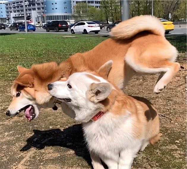 柴犬不是日本土狗吗？为啥那么多人喜欢？