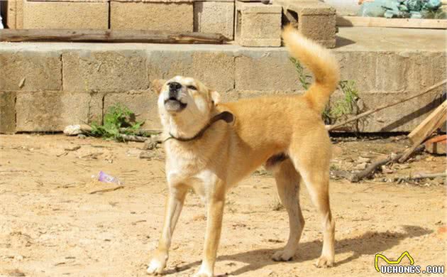 土狗到底土在哪？这5种国内神犬，你最喜欢哪款呢