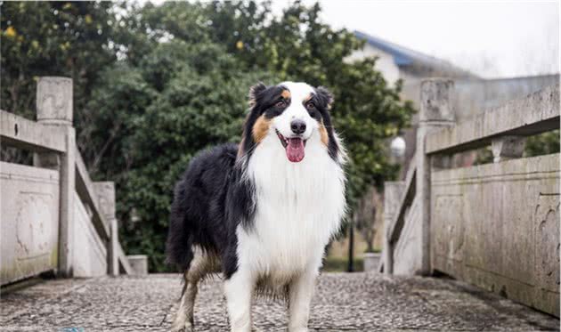 人不如狗：杭州一纯种犬配种一次收入近万，轻松赚狗粮钱