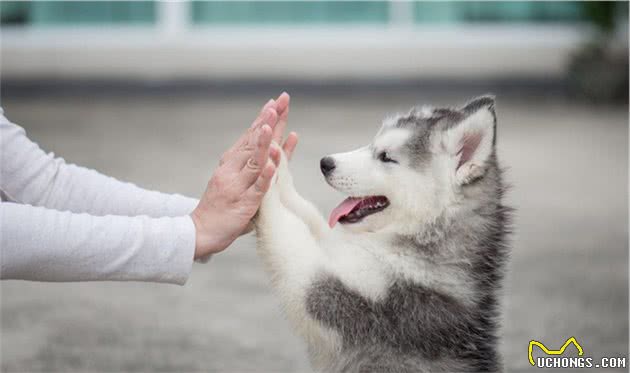 狗狗聪明的这几种表现，你家爱犬中了几个？还是一个都没中？