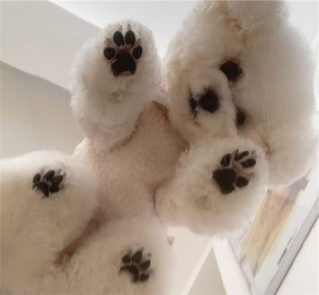 萌狗竟为了桌上的美味练就一身好轻功,上演腾空起飞精彩绝活