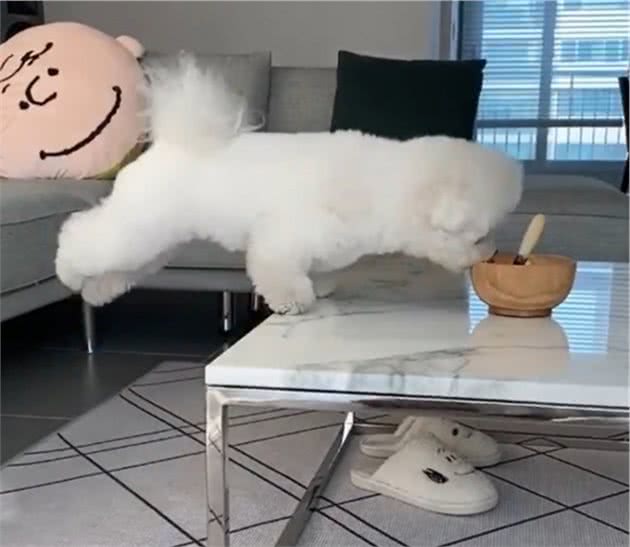 萌狗竟为了桌上的美味练就一身好轻功,上演腾空起飞精彩绝活