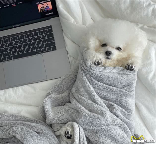 萌狗竟为了桌上的美味练就一身好轻功,上演腾空起飞精彩绝活