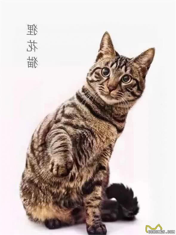 中国土猫天生比国外品种猫差？我看未必