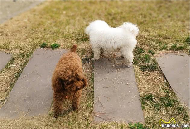 “泰迪犬”PK“柯基犬”，柯基犬输在了这5个地方上！