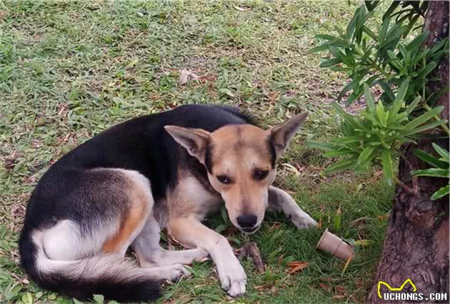 心脏病：狗狗三大杀手之一，心脏病与犬种的关系，用药时机很关键