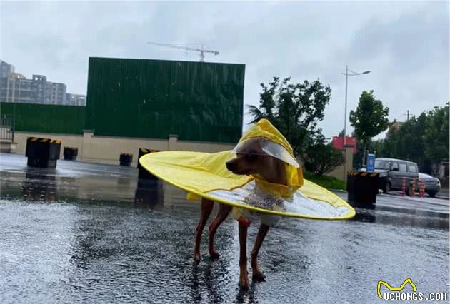 当狗子穿上铲屎官做的奇葩雨衣，笑喷了