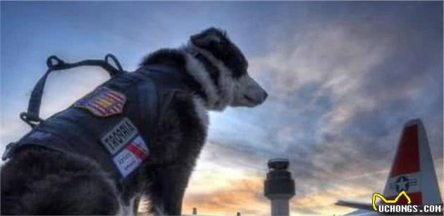 边境牧羊犬的4种身份，太优秀了，我不配养它