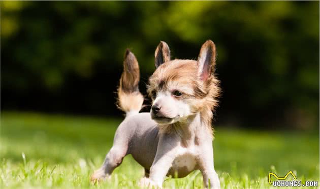 中国冠毛犬，你了解多少？