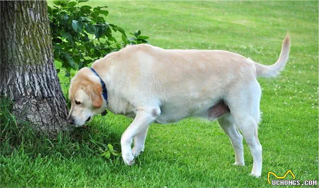 拉布拉多犬一生中的5个阶段，你陪伴它了吗？