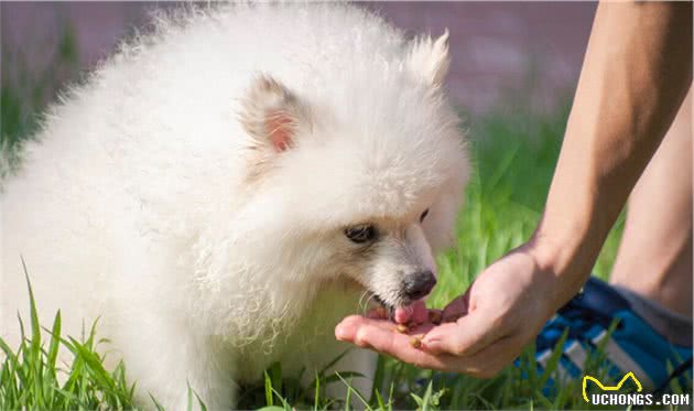 做到以下几点，狗狗可以陪伴你久些