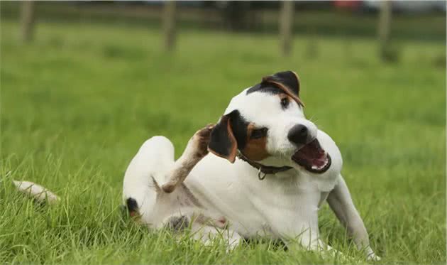 椰子油对狗狗大有好处,可不仅仅能吃,有5种实用用法